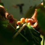 Kona Coffee Tasting: A Farm to Cup Experience - Practical Details