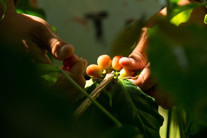 Kona Coffee Tasting: A Farm to Cup Experience - Practical Details