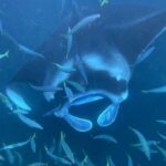 Kona Hi, Sunset Manta Ray Tour 10 passengers maximum - Is It Worth the Cost?