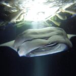 Kona Manta Rays Guaranteed Night Snorkel in Keauhou Harbor - Price and Value