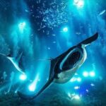 Kona Town Manta Sunset Snorkel - The Experience in Detail