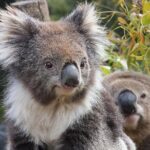 Kuranda Koala Gardens and Birdworld Admission Tickets - Who Is This Tour Best Suited For?