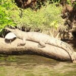 Kuranda Riverboat Sightseeing Cruise - Authentic Experiences and Guest Feedback