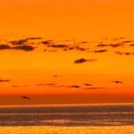 La Paz Mexico Sunset Cruise with Local Guides : small group - The Marine Encounters and Guide’s Role