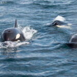 La Paz - Ocean Safari: find dolphins, orcas, and sea lions - What Makes This Tour Stand Out?