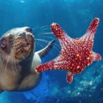 La Paz: Sea Lion Snorkeling at Espirtu Santo Island - Practical Details and Considerations