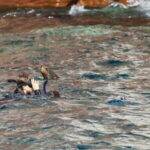 La Paz: Sea Lions & Mega-Paddleboard Tour in Espiritu Santo - Is It Worth the Price?