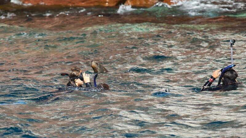 La Paz: Sea Lions & Mega-Paddleboard Tour in Espiritu Santo - Is It Worth the Price?