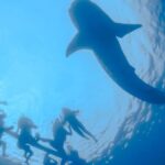 La Paz Whale Shark Snorkeling Tour and Lunch From Los Cabos - Value Analysis: Is the Price Worth It?