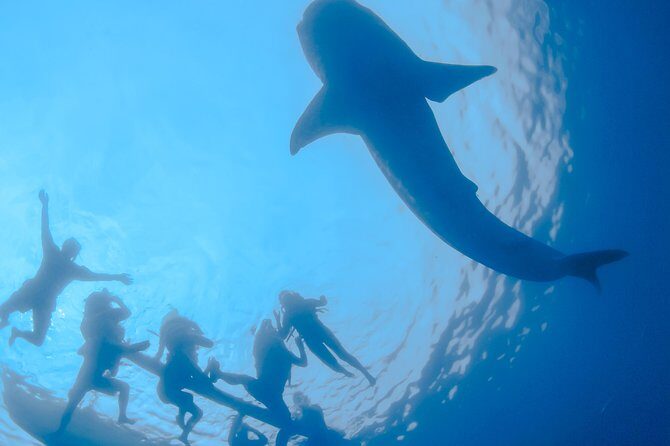 La Paz Whale Shark Snorkeling Tour and Lunch From Los Cabos - Value Analysis: Is the Price Worth It?