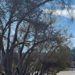 LA River Eco Tour and Secret Stair Hike - A Detailed Look at the Tour Experience