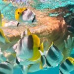 Lagoon and Marine Wildlife Tour in Moorea - Whats Included and How It Works