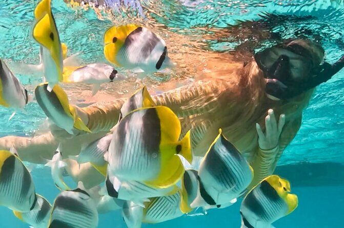 Lagoon and Marine Wildlife Tour in Moorea - Whats Included and How It Works