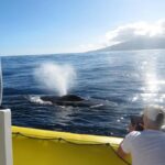 Lahaina: Day or Sunset Whale Watching Tour with Naturalist - The Experience: What It Feels Like