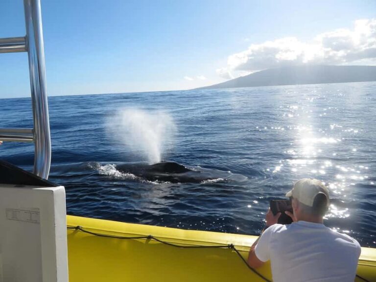 Lahaina: Day or Sunset Whale Watching Tour with Naturalist - The Experience: What It Feels Like