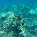 Lahaina: Olowalu Coral Reef Snorkeling Tour - What to Expect on the Olowalu Coral Reef Snorkeling Tour