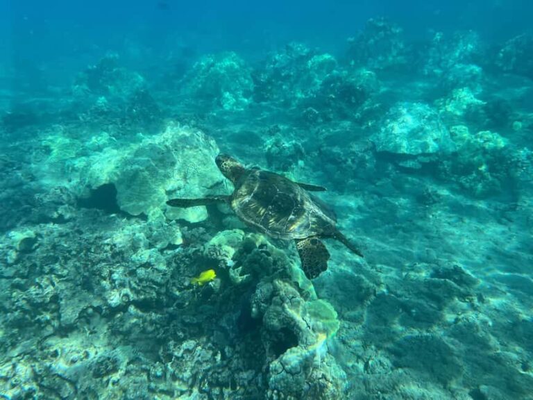 Lahaina: Olowalu Coral Reef Snorkeling Tour - What to Expect on the Olowalu Coral Reef Snorkeling Tour