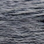 Lake Osborne Gator Watch Tour - FAQs