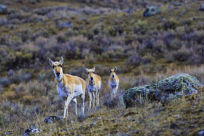 Lamar River Valley Day Hike Tour - Who Should Consider This Tour?
