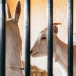 Lancaster County: Tour and Meal with an Amish Family - Who Will Love This Tour?