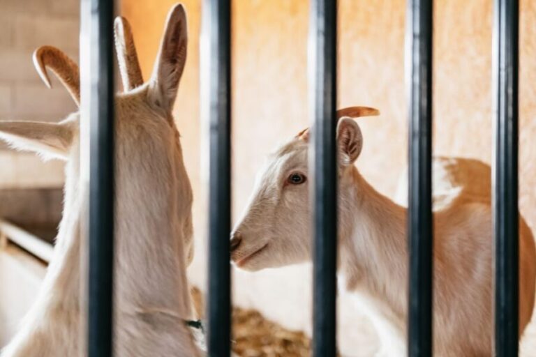 Lancaster County: Tour and Meal with an Amish Family - Who Will Love This Tour?