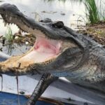 Large Airboat Swamp Tour with Transportation from New Orleans - Who Is This Tour Best For?