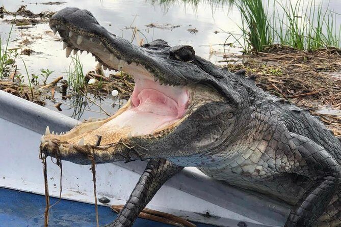 Large Airboat Swamp Tour with Transportation from New Orleans - Who Is This Tour Best For?