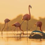 Las Coloradas and Ría Lagartos - Who Should Consider This Tour?