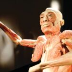 Las Vegas: BODIES | The Exhibition at the Luxor - The Educational Value
