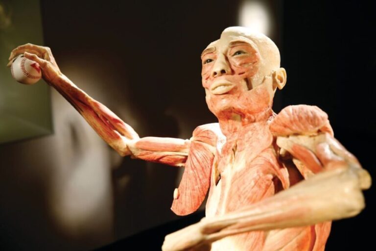 Las Vegas: BODIES | The Exhibition at the Luxor - The Educational Value