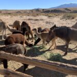 Las Vegas: Camel Safari Zoo Safari Tram Tour - The Setting and Atmosphere
