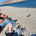 Las Vegas: Colorado River Adrenaline RZR Tour - Details & Logistics