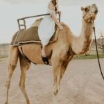 Las Vegas: Desert Camel Ride - A Closer Look at the Experience