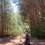 Launceston: Hollybank Forest Guided Segway Tour with Photos - Why This Tour Might Be Worth It