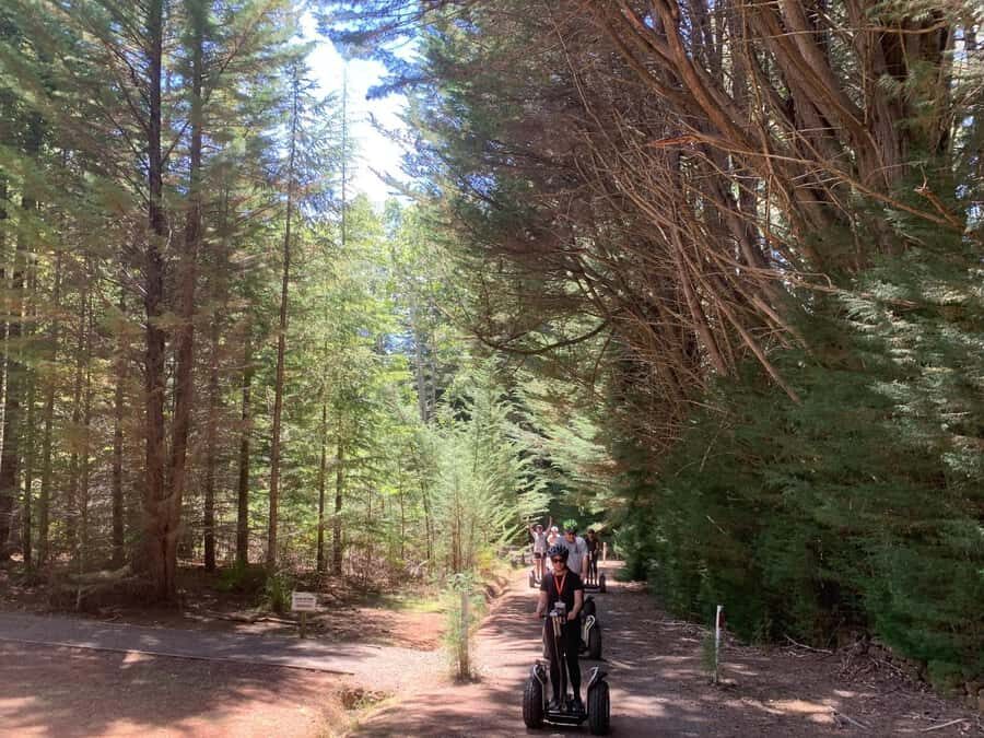 Launceston: Hollybank Forest Guided Segway Tour with Photos - Why This Tour Might Be Worth It