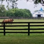 Lexington: Thoroughbred Horse Farm Tour and Scenic Bluegrass - What to Expect from the Tour