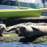 Liberty Bay Wildlife Kayaking - What Are the Downsides?