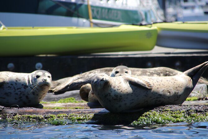 Liberty Bay Wildlife Kayaking - What Are the Downsides?