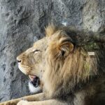 Lincoln Park Nature Museum and Zoo Public Walking Tour - Practical Details: What You Need to Know