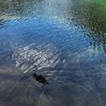 Lindeman and Chilliwack Lakes Sightseeing Tour - What’s Included and What to Expect