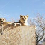 Lion Habitat Ranch Admission Ticket in Las Vegas - Who Would Love This Experience?