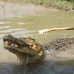 Litchfield and Jumping Crocodiles Full Day Trip from Darwin - The Value of the Tour