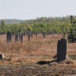 Litchfield National Park Day Tour & Berry Springs, Max 11 Guests - The Authentic Traveler Experience