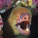 Little Barrier Island: Full-Day Scuba Dive Charter - The Dive Spots: From Sandy Slopes to Pinnacles