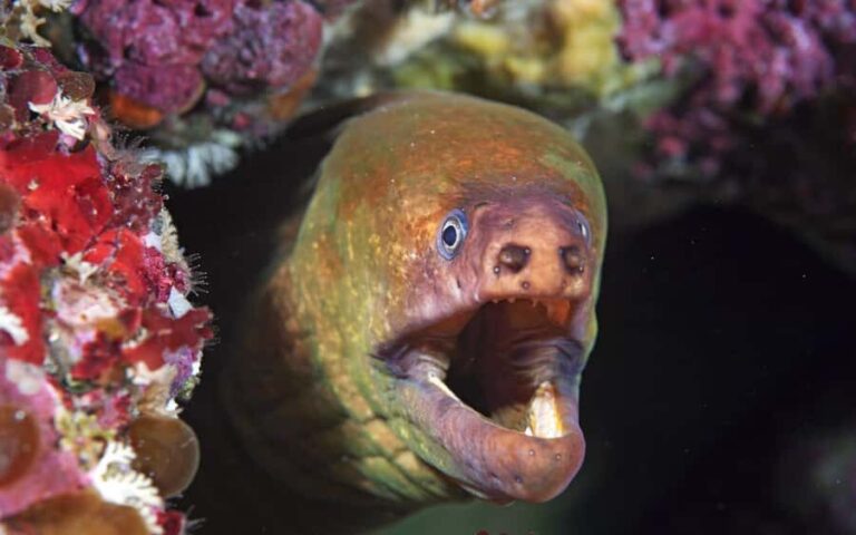 Little Barrier Island: Full-Day Scuba Dive Charter - The Dive Spots: From Sandy Slopes to Pinnacles