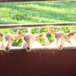 Llama/Alpaca Hike and Farm Tour - A Closer Look at the Experience