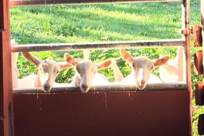 Llama/Alpaca Hike and Farm Tour - A Closer Look at the Experience