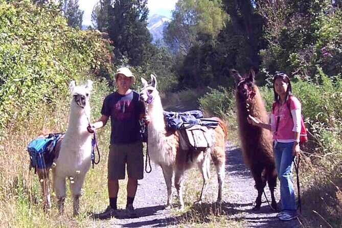 Llama Trek (Taster) - Kowhai River Valley and Native Woodland Tour - The Scenic Value of the Location