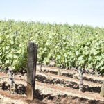 Lodi wine tasting tours Customized private 1 to 14 passenger - What to Expect on Your Day