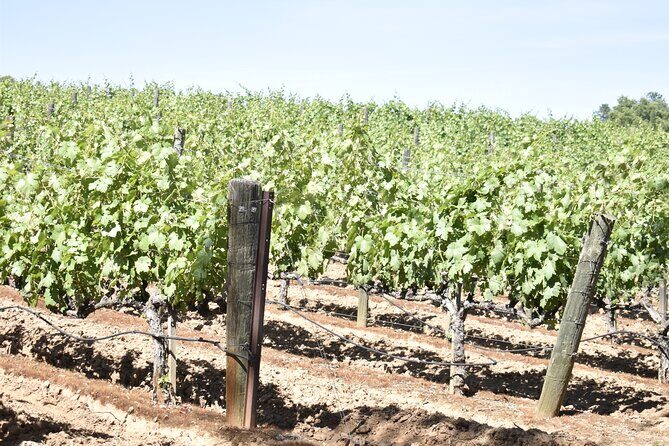 Lodi wine tasting tours Customized private 1 to 14 passenger - What to Expect on Your Day